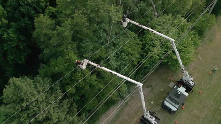 How Our Tree Care Process Works  in  Monticello, FL