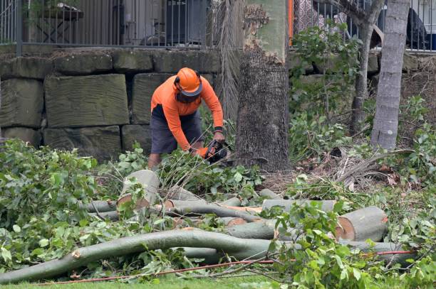 Professional Tree Services in Monticello, FL